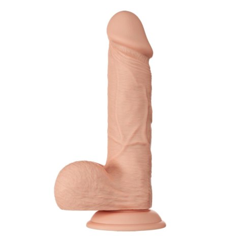 BAILE-Beautiful Bahamut 8.5"""" Baile BAILE-Beautiful Bahamut 8.5"""" Baile